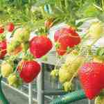 مقاله کشت توت فرنگی در محیط هیدروپونیک